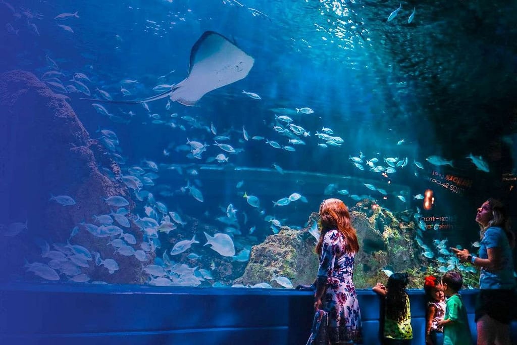 Acuario Michi Puebla